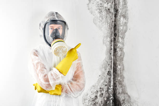 Best Basement Mold Removal  in Renville, MN